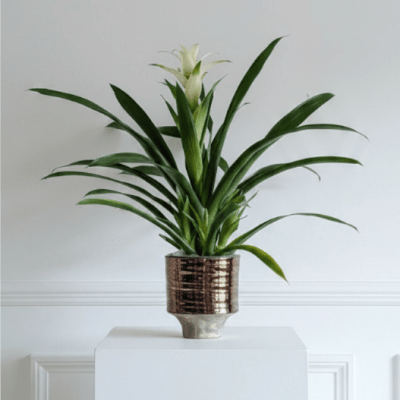 Quiet Bromeliad