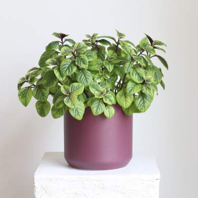 Potted green plant in a matte purple container