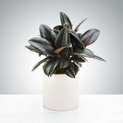 Dark-leafed potted plant in a white cylindrical container