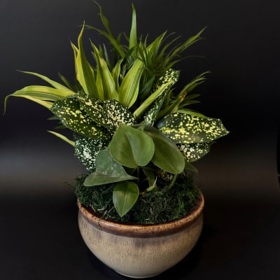 Dish Garden Ceramic - Small