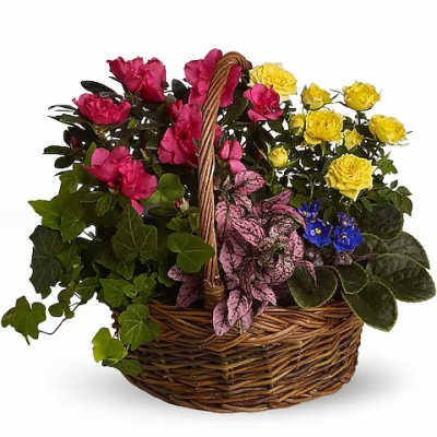 Basket of colorful potted flowers with ivy and a woven handle