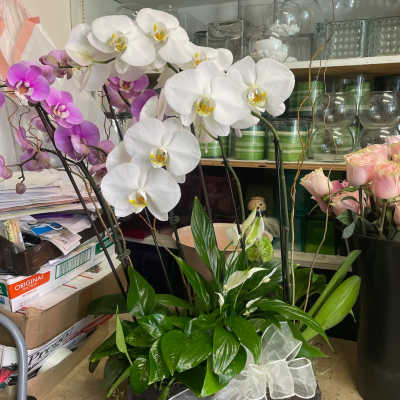 White and purple orchids in a black planter with a white ribbon bow