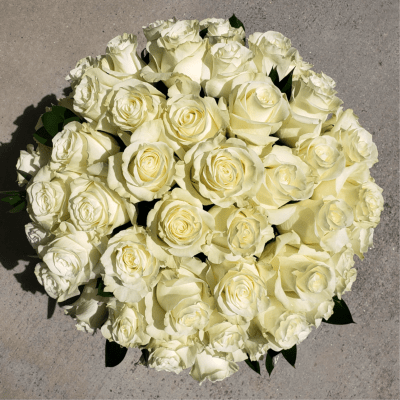 Round bouquet of white roses with dark green leaves