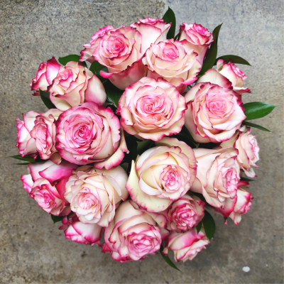 Bouquet of pink-edged white roses with dark green leaves