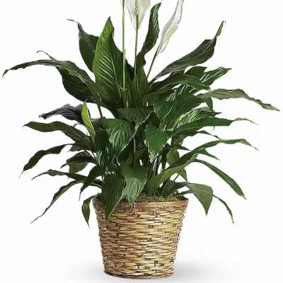 Potted peace lily plant with white blooms in a woven basket
