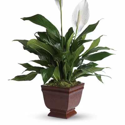 Potted peace lily plant with white blooms in a brown planter