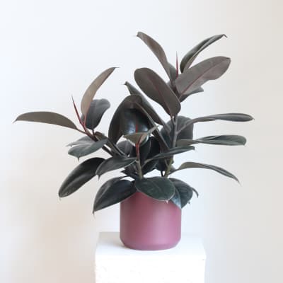 Potted rubber plant with dark oval leaves in a mauve container