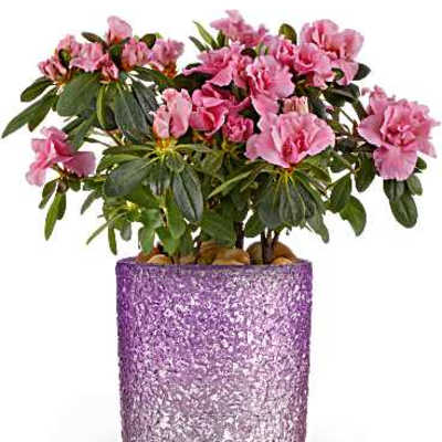 Pink flowering plant in a glittery purple pot