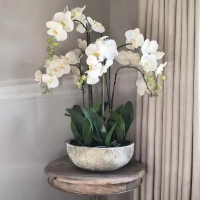 White orchid arrangement in a shallow bowl planter