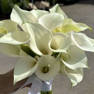 White calla lily bridal bouquet tied with a white ribbon