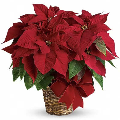 Red poinsettia arrangement in a woven basket with a large ribbon