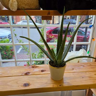Potted aloe plant in a small white container on a wooden shelf