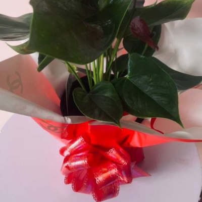 Red anthurium arrangement with a red ribbon bow