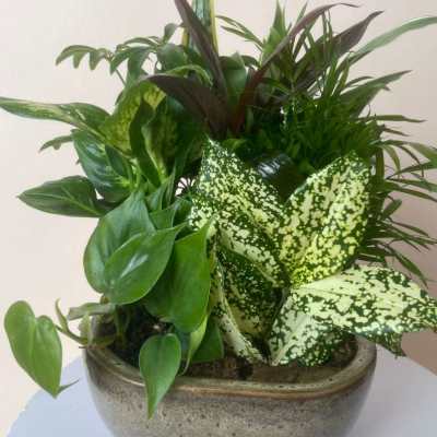 Dish garden of assorted green and variegated houseplants in a low ceramic bowl