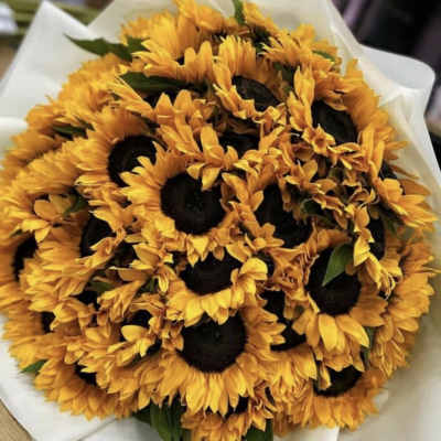 Sunflower Special