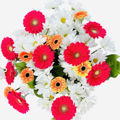 Daisy delight