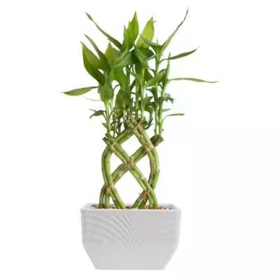 Braided lucky bamboo plant in a white ceramic pot