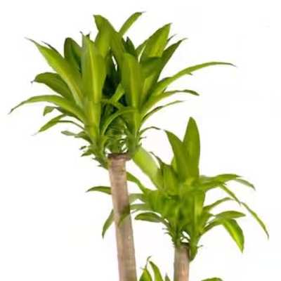 LARGE Dracaena Mass Cane