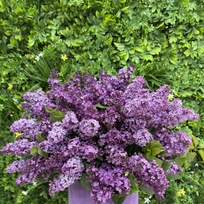 Purple lilac-style flowers densely arranged in a tall lavender hatbox container against a green foliage backdrop