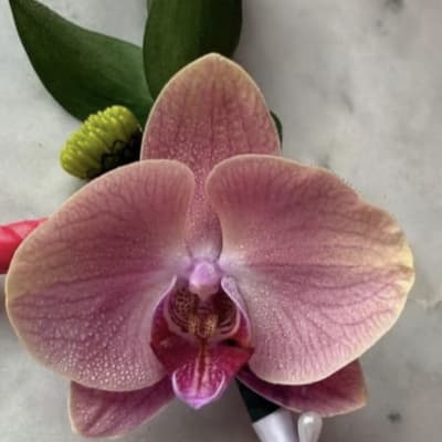 Premier Orchid Boutonniere