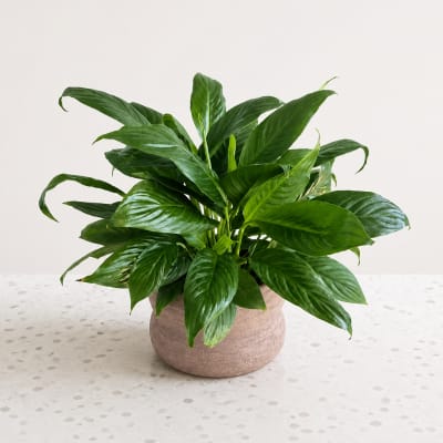 Potted green houseplant in a round beige planter