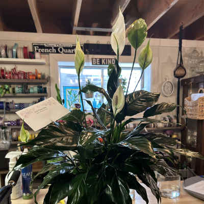 Potted peace lily plant with white blooms and glossy dark leaves