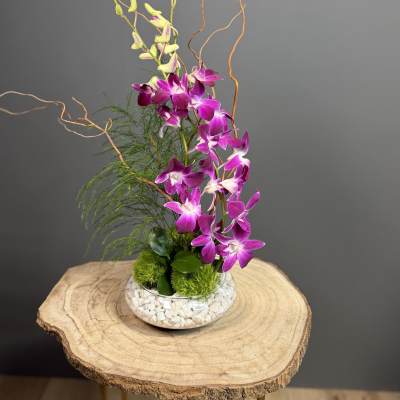 Orchid Serenity