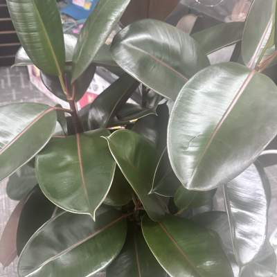 Green Plants