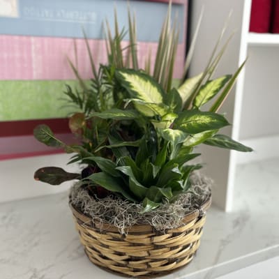 Mixed green houseplants arranged in a woven basket planter
