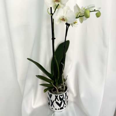 Love Blooms Orchid