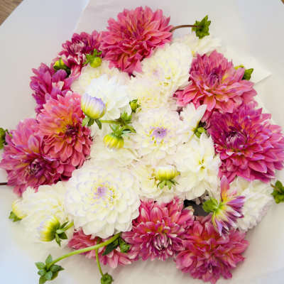 Bouquet of pink and white dahlias wrapped in white paper