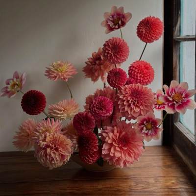Arrangement of pink and red dahlias in a low vase by a window