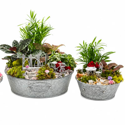 8" Fairy Garden Dish – Living Plant Arrangement