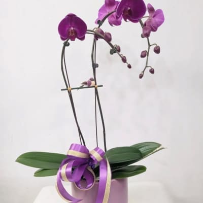 Two Stem Orchid Planter /or Premium