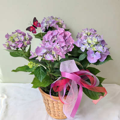 Hydrangea Plant