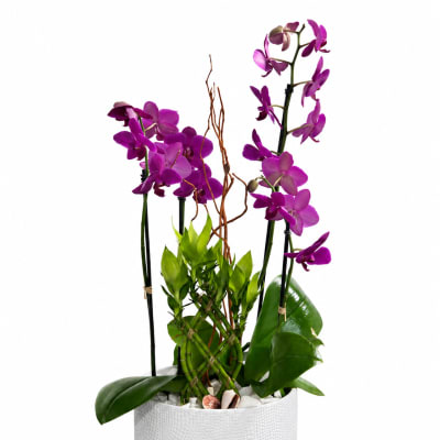 Purple orchids arranged in a white textured pot with green foliage