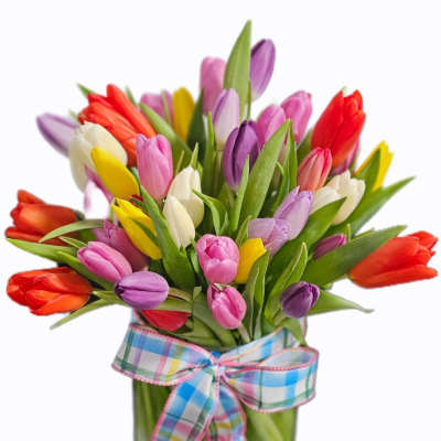 Tulip Jubilee