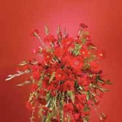 SF71-31 Red Monochromatic Spray