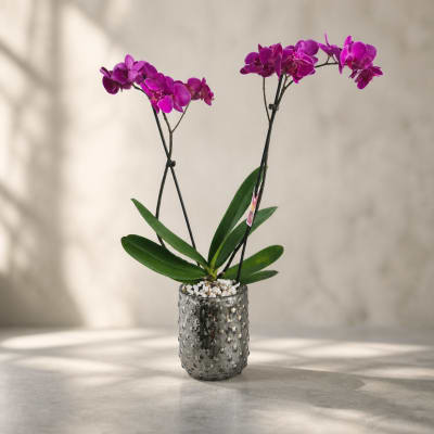 Two purple orchids in a textured glass vase