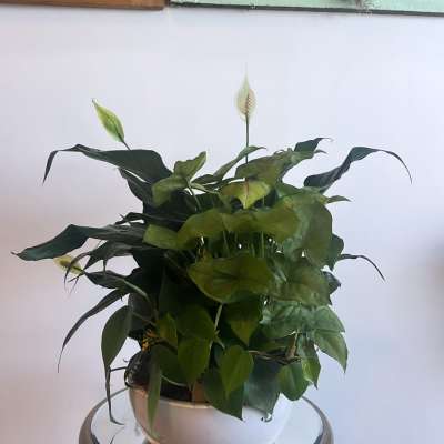 Potted peace lily with white blooms in a white bowl planter
