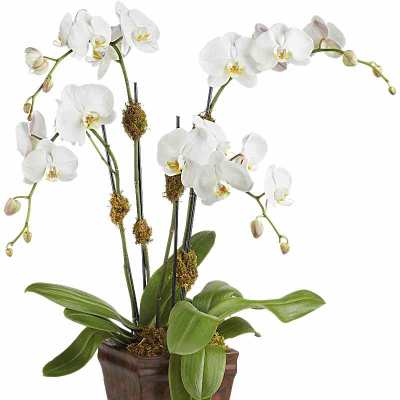 White orchid plant in a brown square planter