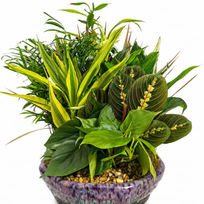 12" Rock Garden in Ceramic Pot
