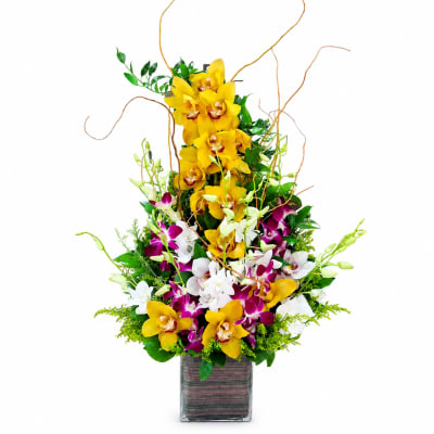 Golden Orchid Majesty