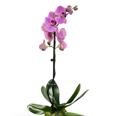 Pink orchid plant in a textured white pot
