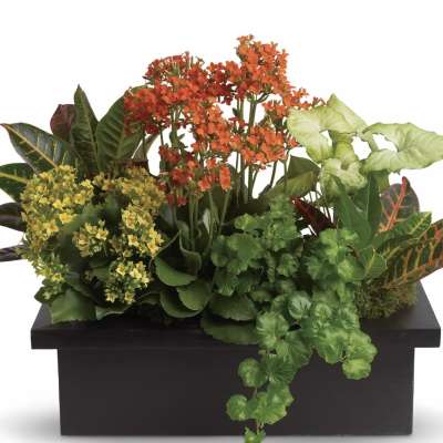 Stylish Plant Assortment