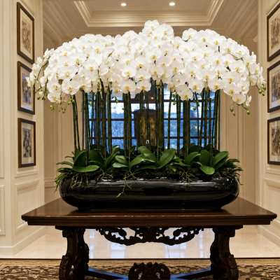 Luxury White Orchid Arrangement – Same-Day Delivery Available