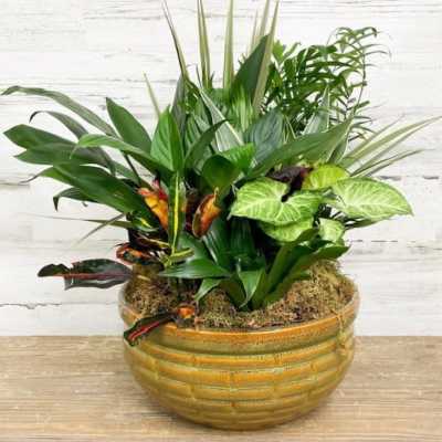 Dish Garden