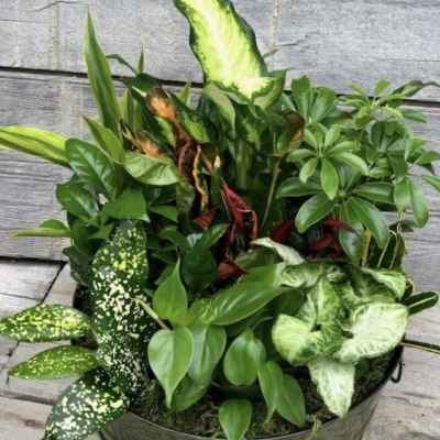 12 inch dish garden in metal container