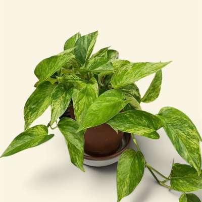 Potted pothos plant with variegated green leaves