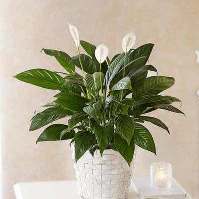 Peace Lily-Six Inch
